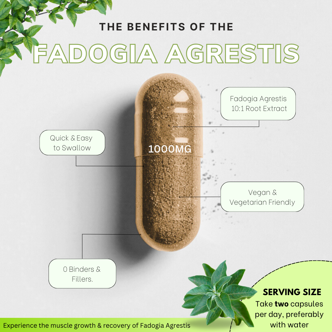 Premium Fadogia Agrestis